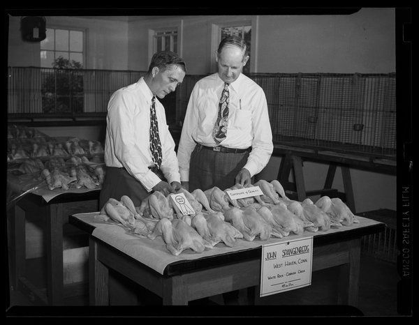 Two men stand over a row of processed chickens on a table.